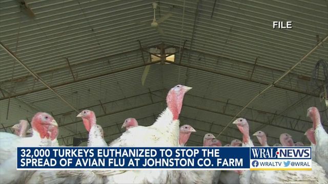 32K turkeys euthanized to stop spread of Avian flu at Johnston County farm 
