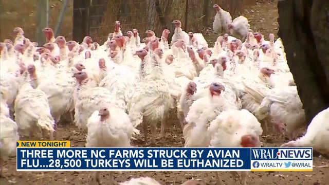 3 more NC farms struck by Avian Flu