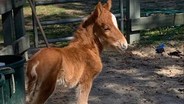 Newborn foal removed from NC island