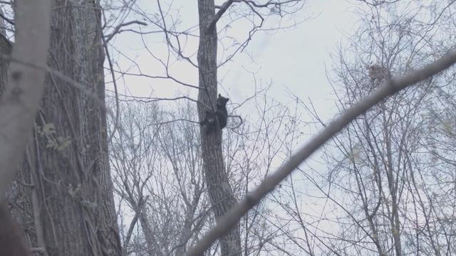 Asheville community works together to rescues bear cubs from tree