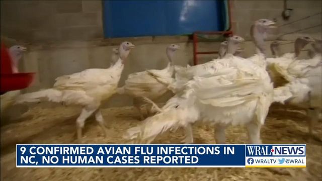 9 confirmed avian flu infections in North Carolina
