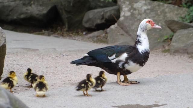 Ducks turning up dead at Myrtle Beach apartment complex :: WRAL.com
