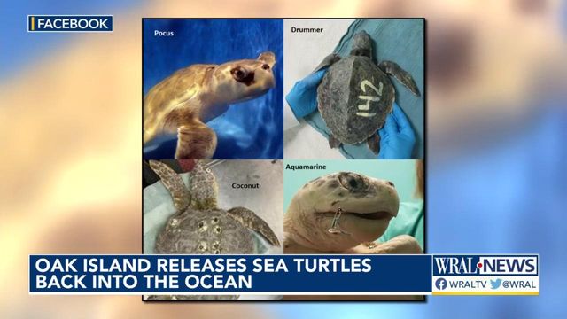 Oak Island sea turtles being released back into the ocean
