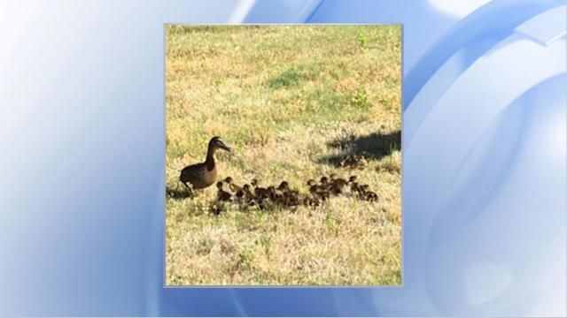 Baby ducks reuinted with parent