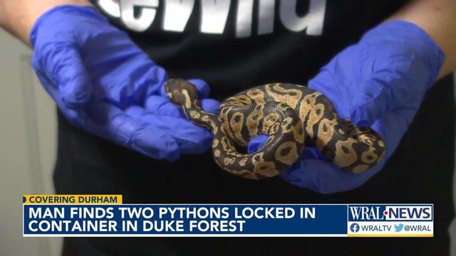 Surprise: Man finds pythons native to Africa in Durham forest 