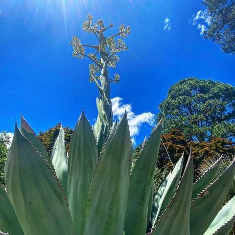 Rare century-plant blooms 20-feet-high in Raleigh neighborhood