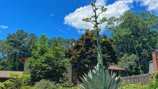 Firsthand look at a 20-foot-tall century plant in Raleigh