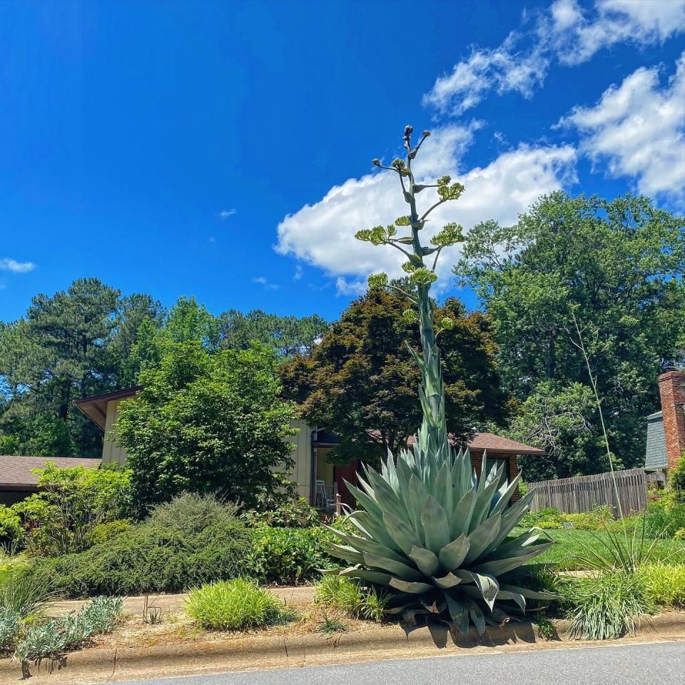 Other-worldly:' Rare century-plant blooms 20-feet-high in Raleigh  neighborhood