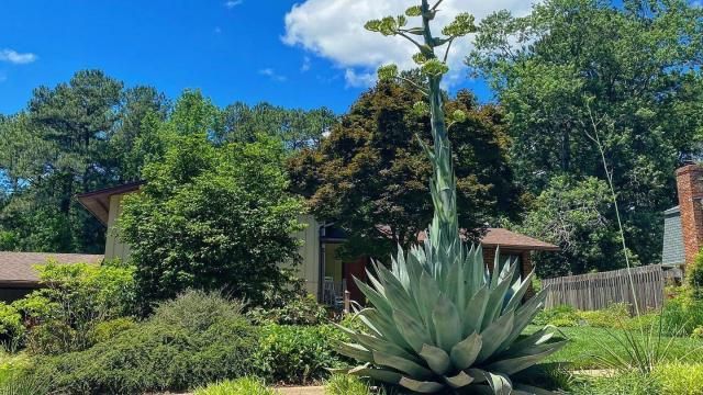 Rare century-plant blooms 20-feet-high in Raleigh neighborhood