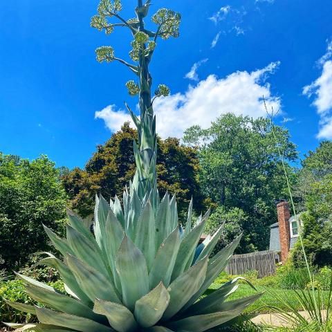 Rare century-plant blooms 20-feet-high in Raleigh neighborhood