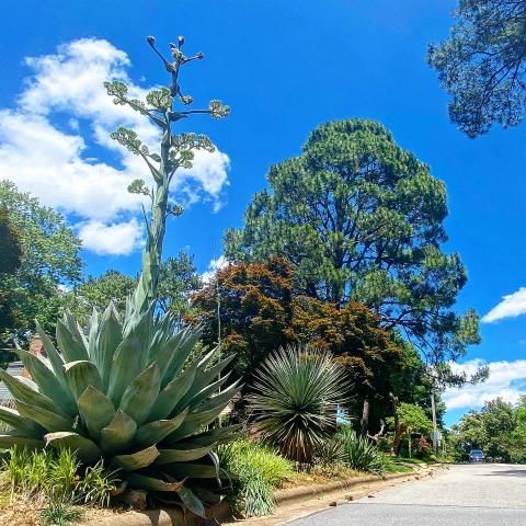 Rare century-plant blooms 20-feet-high in Raleigh neighborhood