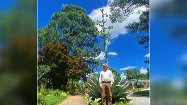 Rare century plant blooms 20-feet-tall in Raleigh neighborhood 