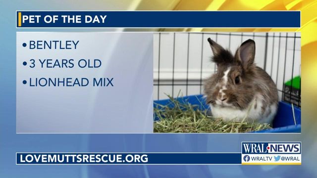 Pet of the Day for May 29, 2022