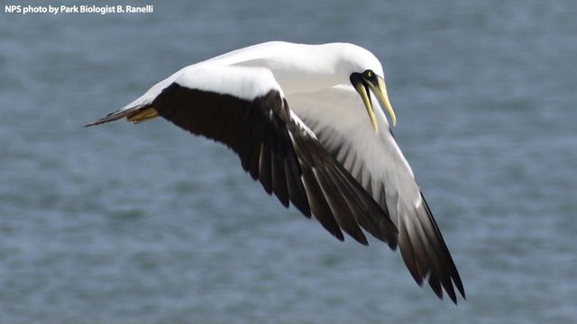 Rare bird found along NC coast