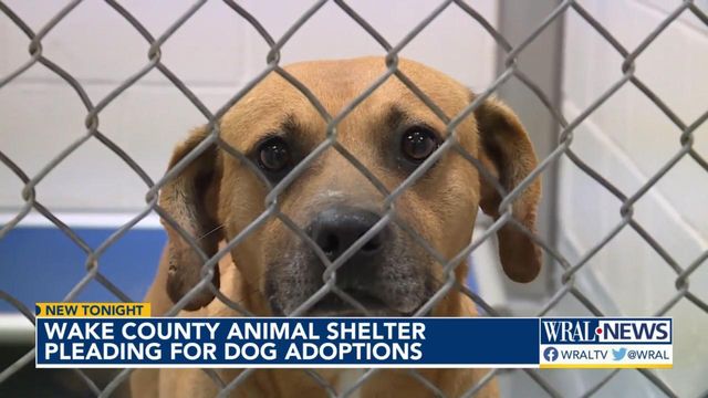 Wake County Animal Center pleading for dog adoptions 