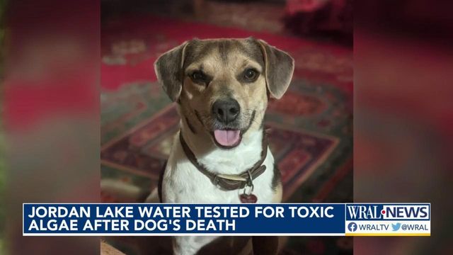 State investigating cause of Jordan Lake dog deaths 