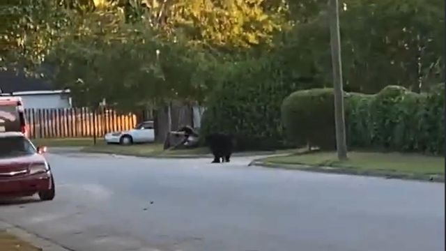 Black bear spotted hanging out in Greenville neighborhood