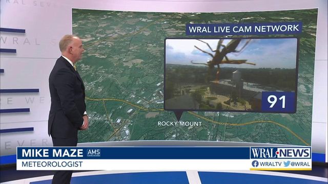 Wasp makes guest appearance on WRAL Live Cam network 