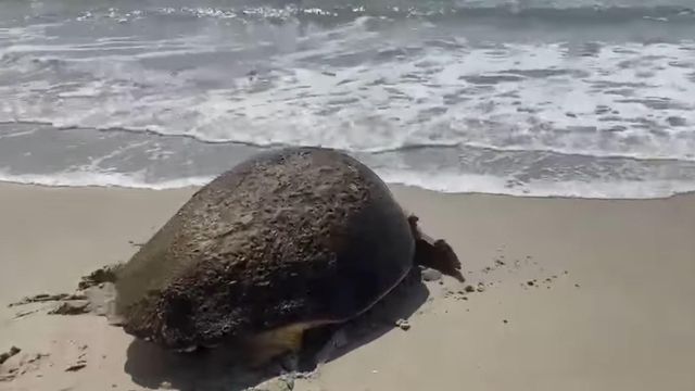 Loggerhead sea turtle returns to the water at Cape Lookout National Seashore