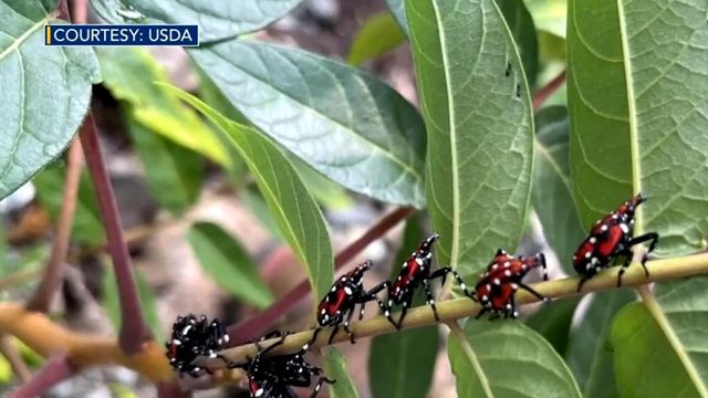 Invasive lanternflies threaten North Carolina vineyards