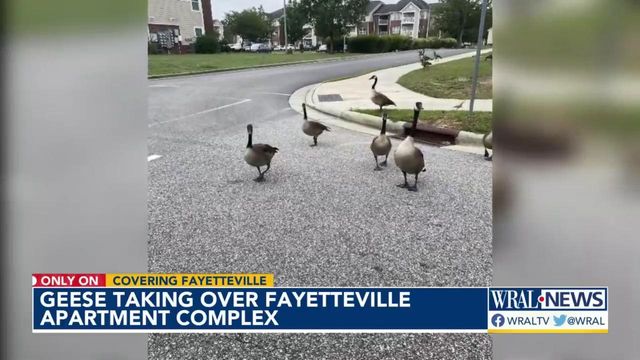 Goose poop at Fayetteville apartment complex is making one woman sick