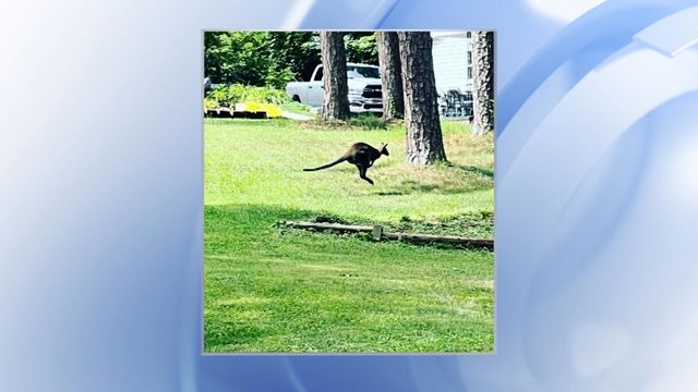 'It's a sight to see in Gastonia': Wallaby seen pouncing around western NC neighborhood