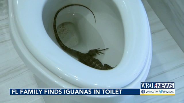 Fla. family has iguanas in toilet, wrangler on speed dial