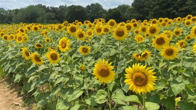 sunflowers in Dorothea Dix Park at their glorious peak!	
