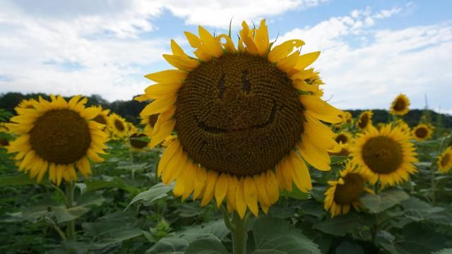 Sunflower field in Dorthea Dix Park in Raleigh