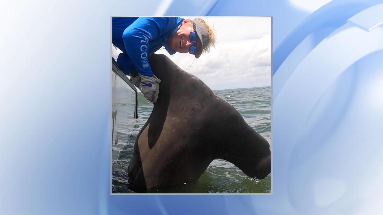Hammerhead that could've broken SC record by 400 lbs. tagged by