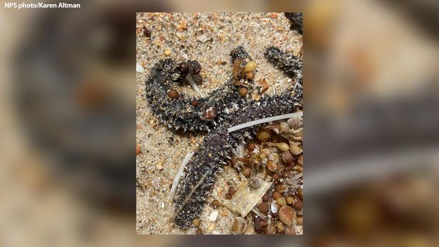 Park service asks for help identifying sea creatures