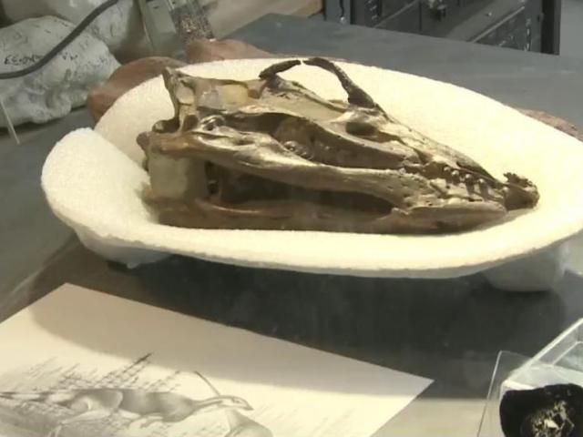 Harvard paleontologist finds connections between prehistoric illnesses ...