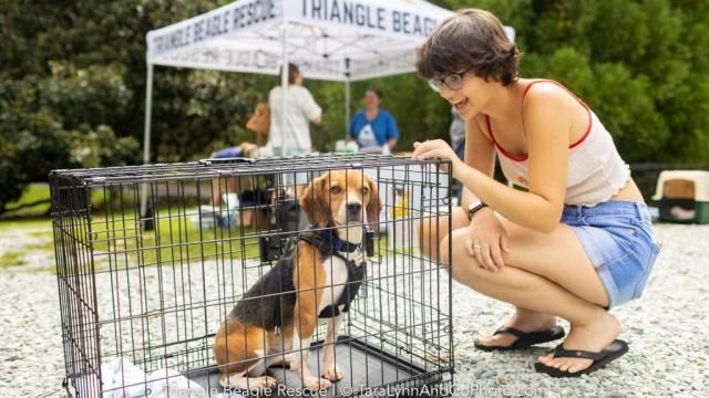 Crate Training  Triangle Beagle Rescue