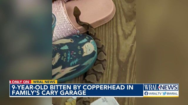 9-year-old in Cary bitten by snake in her garage 
