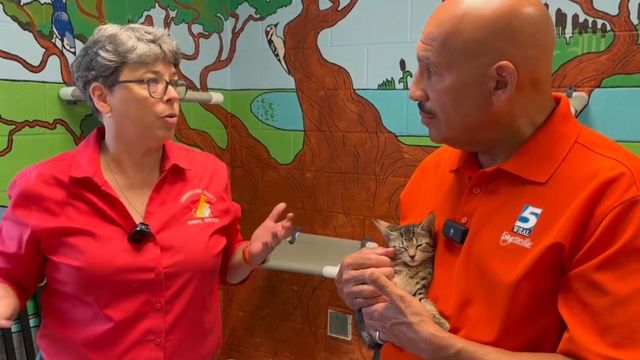 WRAL Gilbert Baez plays with kittens at Cumberland County Animal Services 