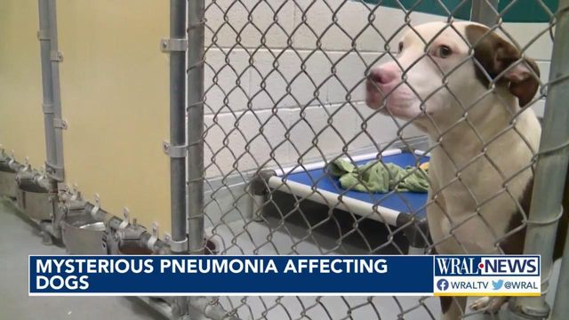 'This one seems pretty scary': Mysterious pneumonia affecting dogs