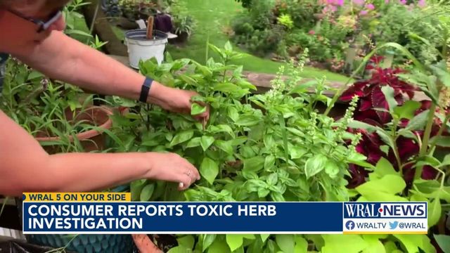 Grow your own herb garden: Tips for growing, drying herbs and spices to avoid toxic metals