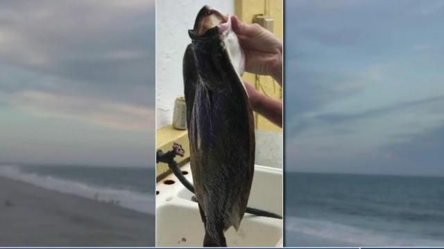 Flounder fishing regulations in Florida waters could soon change