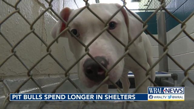 Pit bull reputation means fewer want to adopt
