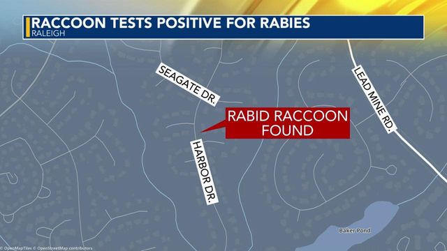 Raccoon tests positive for rabies in Raleigh