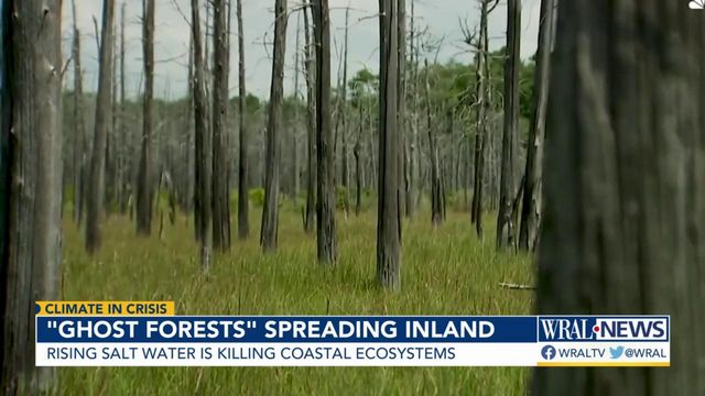 'Ghost forests' phenomenon changing ecosystems across east coast