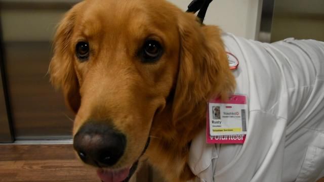 Rusty the therapy store dog