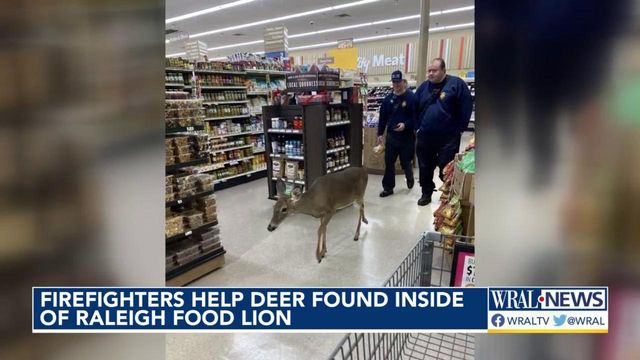 Raleigh firefighters help deer found inside Food Lion