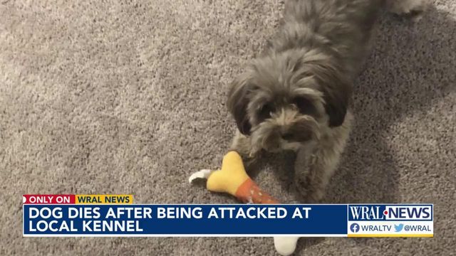 Dog dies after being attacked by pitbull at local kennel
