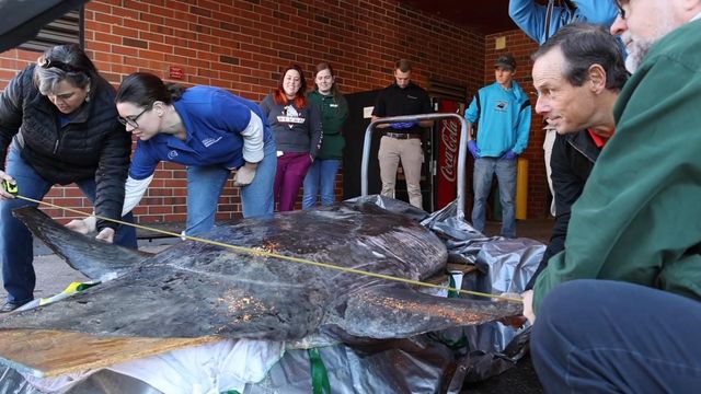 Museum staff move giant sunfish that washed ashore in NC