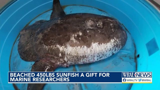 Beached 450lbs sunfish a gift for marine researchers