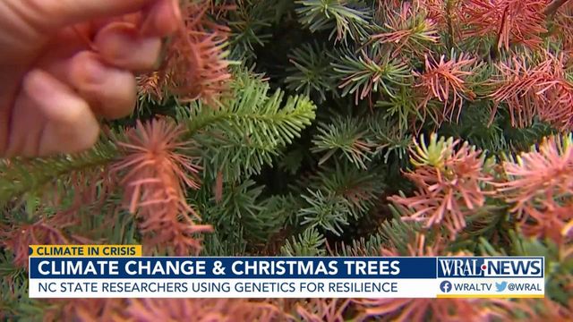 Researchers find genes that help Christmas trees resist climate change