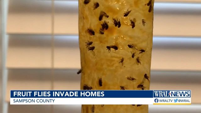 'We are fighting a war': Fruit fly infestation has Sampson County residents seeking relief 