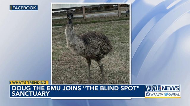 Doug the emu joins The Blind Spot sanctuary