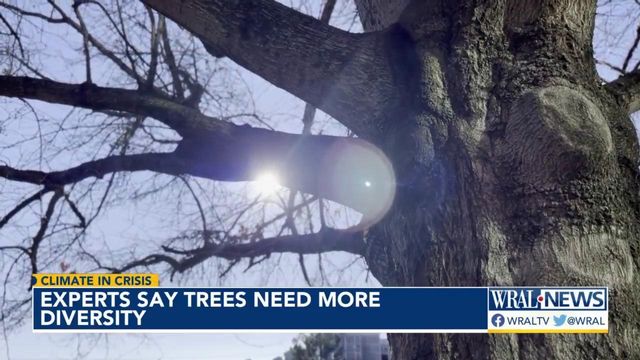 Experts say trees need more diversity